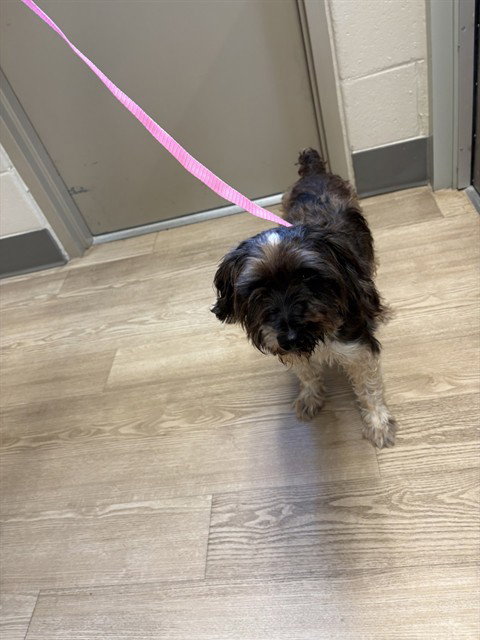 Sebastian, Schnauzer