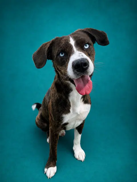 Byrna - Terrier