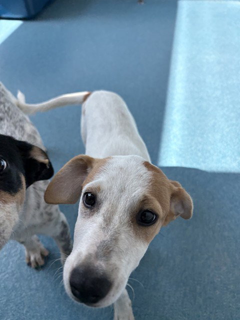 BASIL, a dog for adoption from Pearland Animal Control and Adoption Center