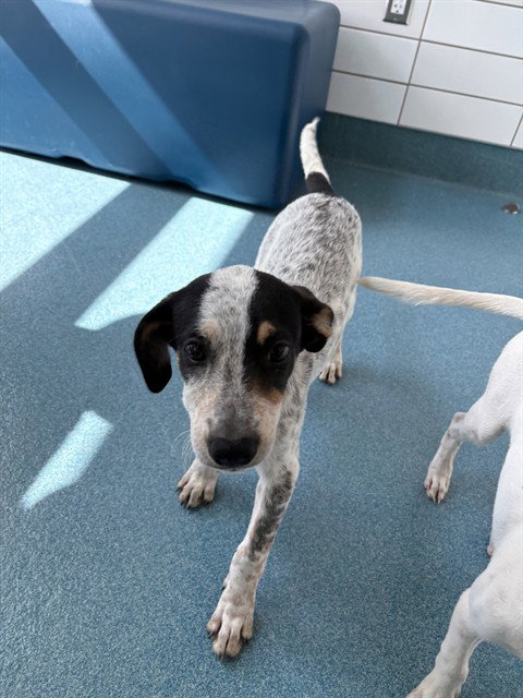 TOMATO, a dog for adoption from Pearland Animal Control and Adoption Center