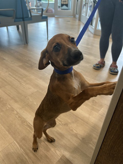 PUMPKIN SPICE, a dog for adoption from Pearland Animal Control and Adoption Center