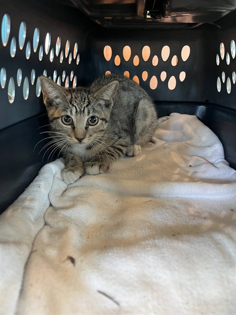 SNICKERS, a cat for adoption from Pearland Animal Control and Adoption Center