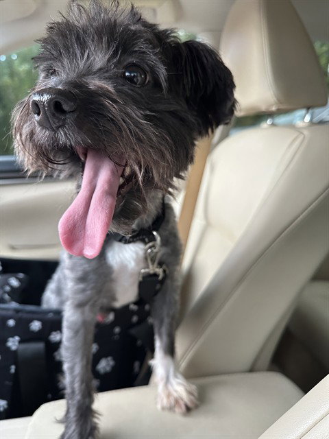 PEANUT, a dog for adoption from Pearland Animal Control and Adoption Center