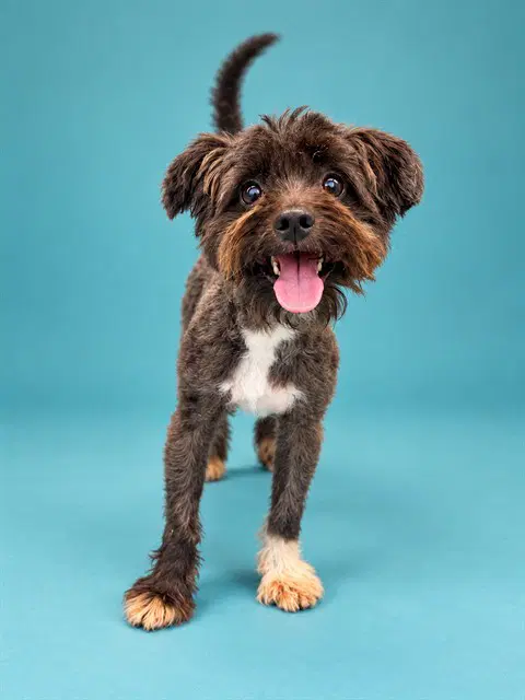 Peanut - Maltese
