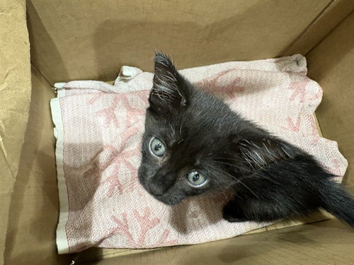 BLAZE, a cat for adoption from Pearland Animal Control and Adoption Center