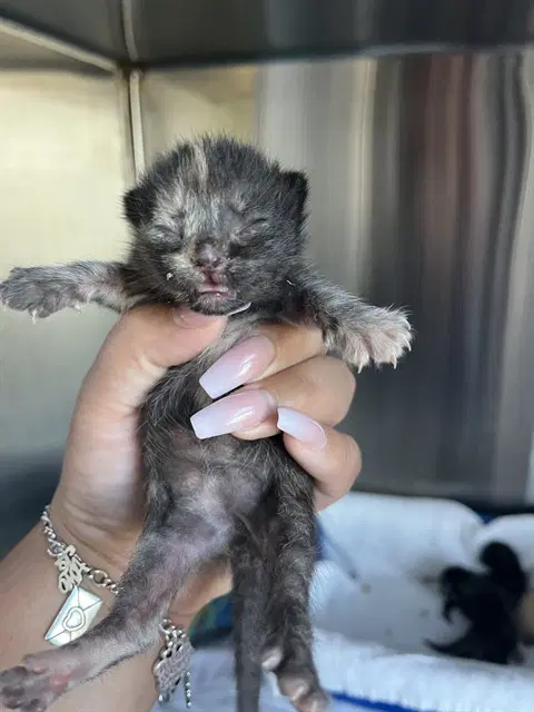 Kamari - Domestic Short Hair
