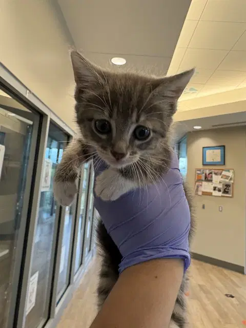 Dawn - Domestic Short Hair
