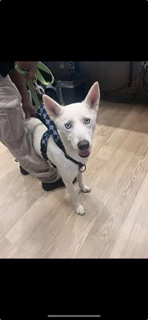 Precious - Husky