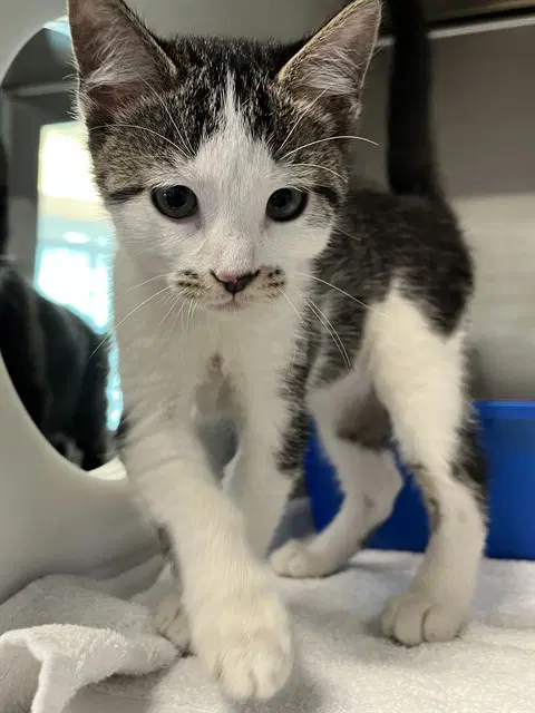 El Paso - Domestic Short Hair