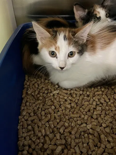 Confetti - Domestic Short Hair