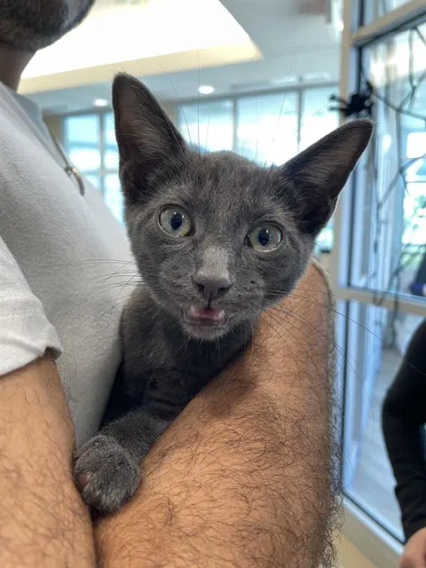 Styx - Domestic Short Hair
