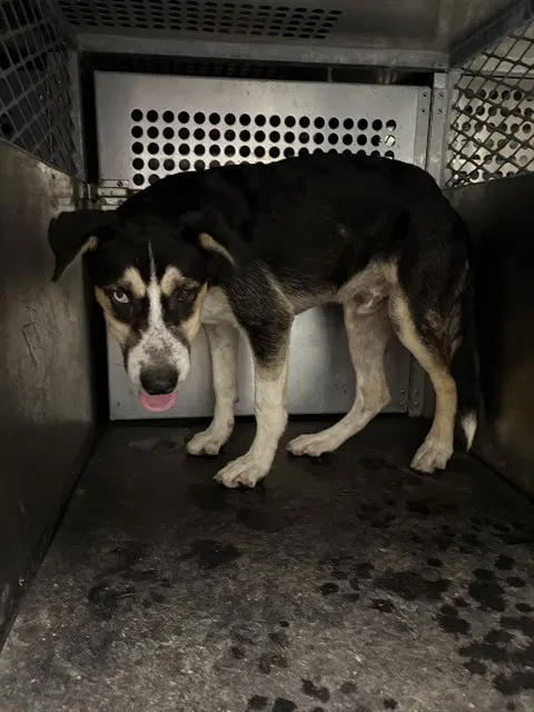 Spooky - Australian Cattle Dog/Blue Heeler