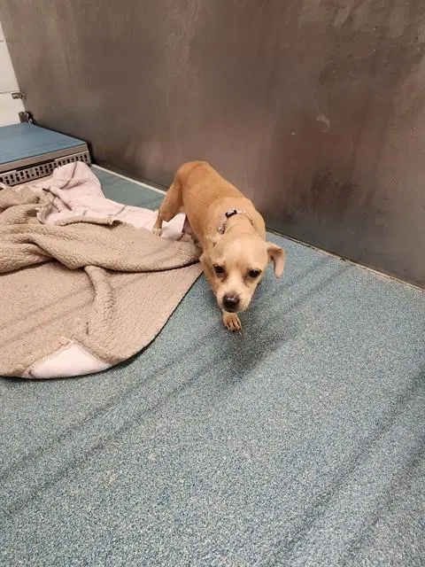 Ping Ping - Chihuahua