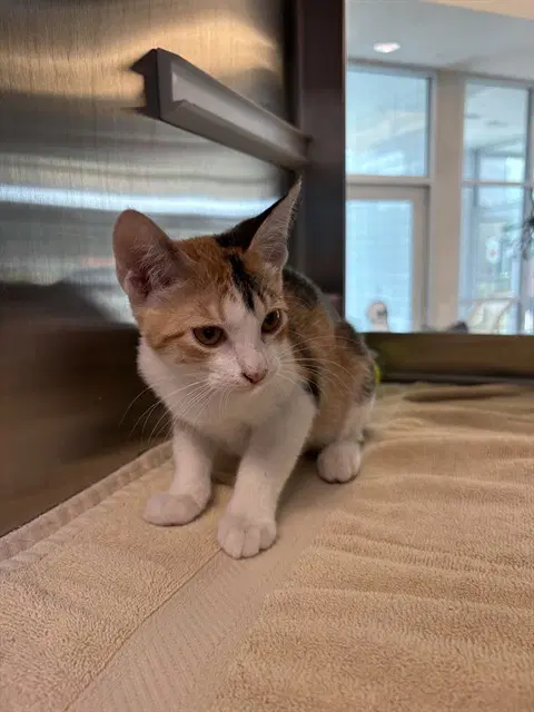 Ginger - Domestic Short Hair