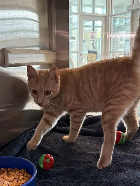 Furnando - Domestic Short Hair