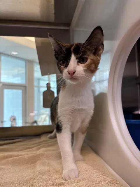 Clover - Domestic Short Hair