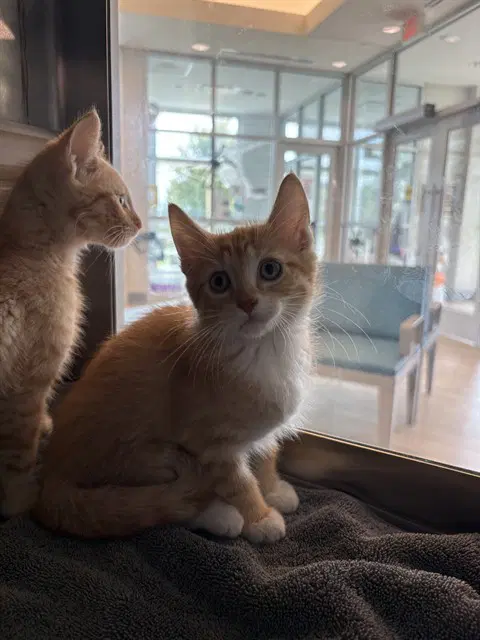 Dr Pepper - Domestic Short Hair