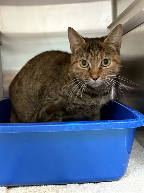 Meowly Cyrus - Domestic Short Hair