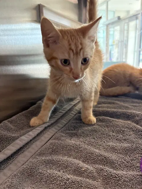 Pepsi - Domestic Short Hair