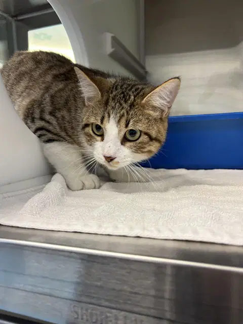 Finch - Domestic Short Hair