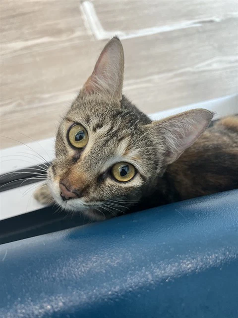 Copper