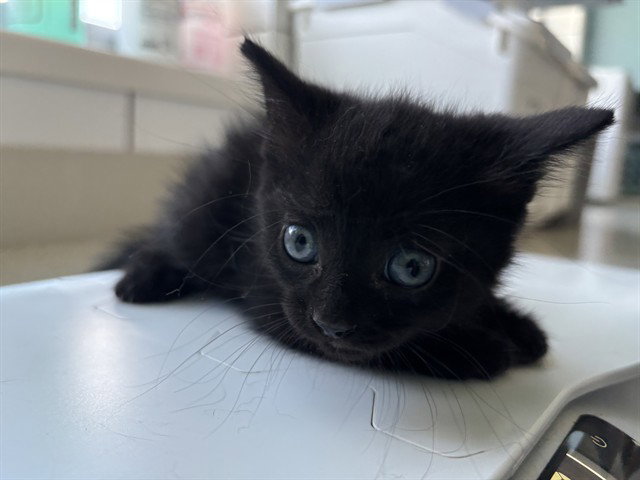 ECHO