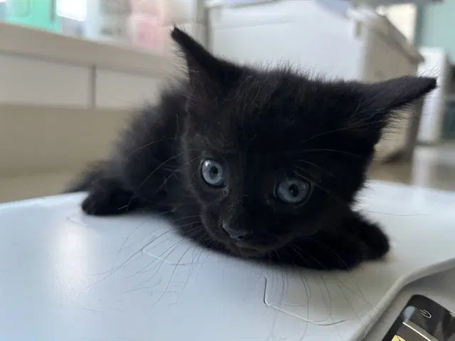 Echo - Domestic Short Hair