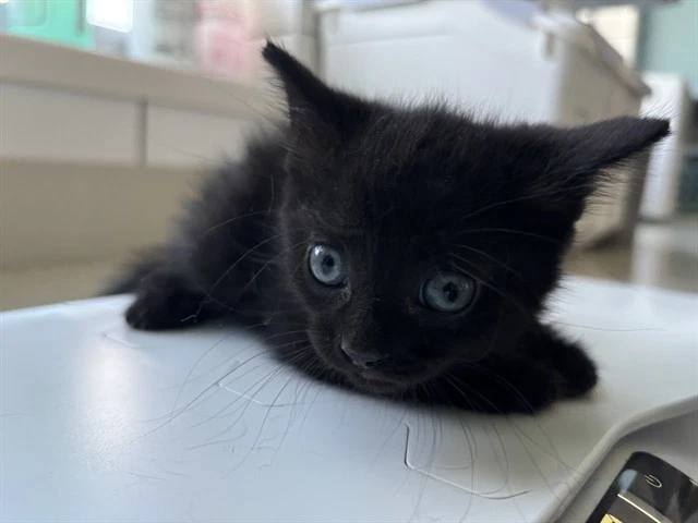 Echo