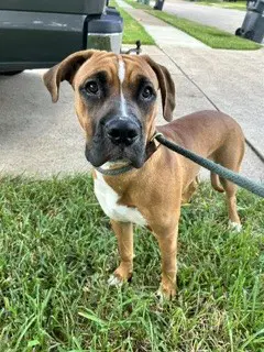 Stetson - Boxer