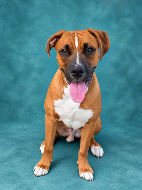 Stetson - Boxer