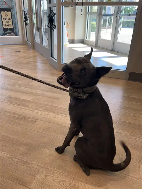 Fog - Staffordshire Bull Terrier