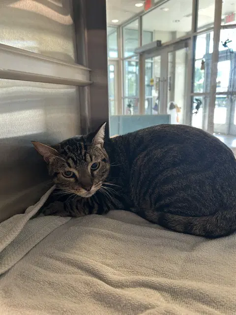 Ezel - Domestic Short Hair