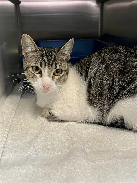 Rocket - Domestic Short Hair