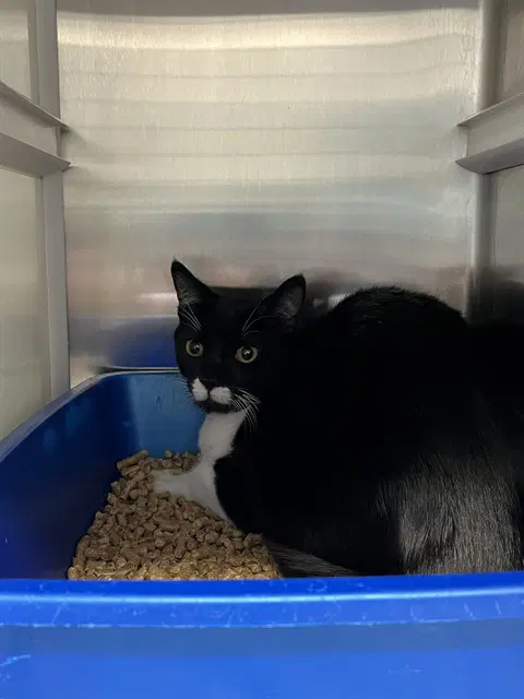 Leche - Domestic Short Hair