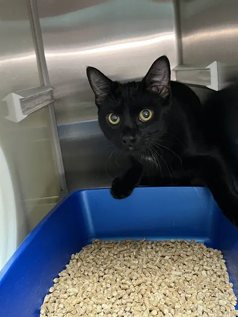 Valentino - Domestic Short Hair