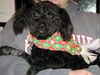 Corky