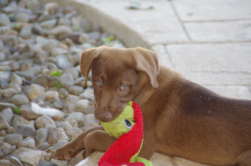 Hazel