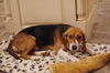 Rosie