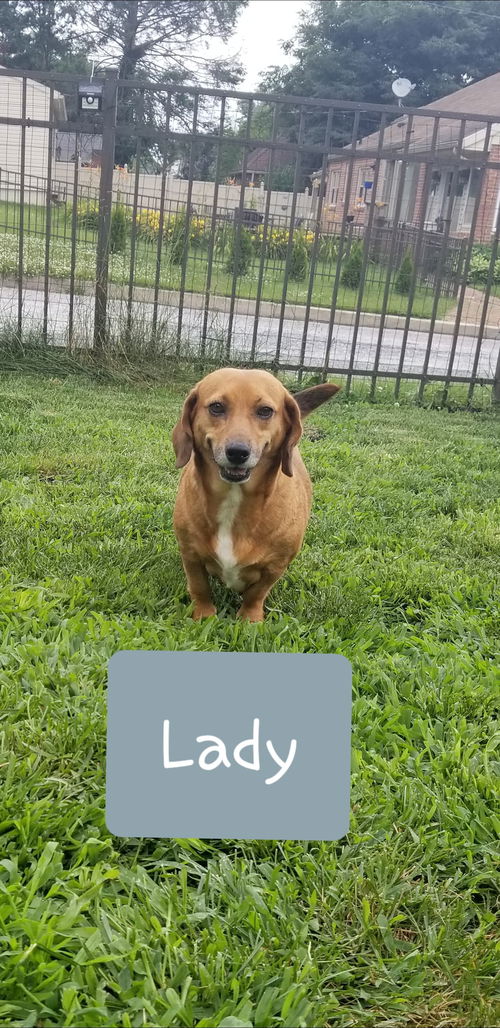 Lady