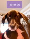 Pepper