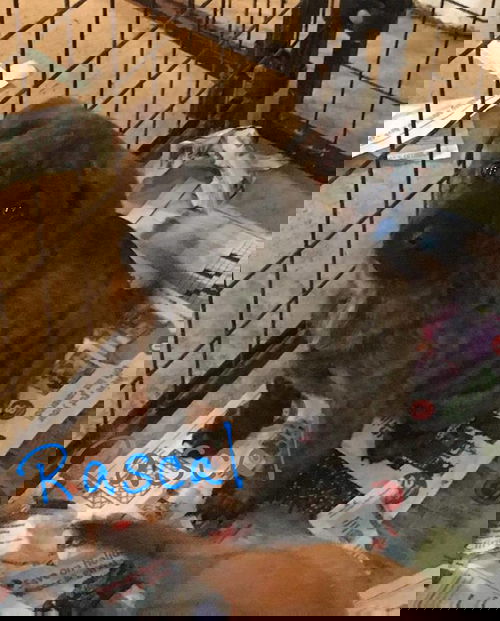 Rascal