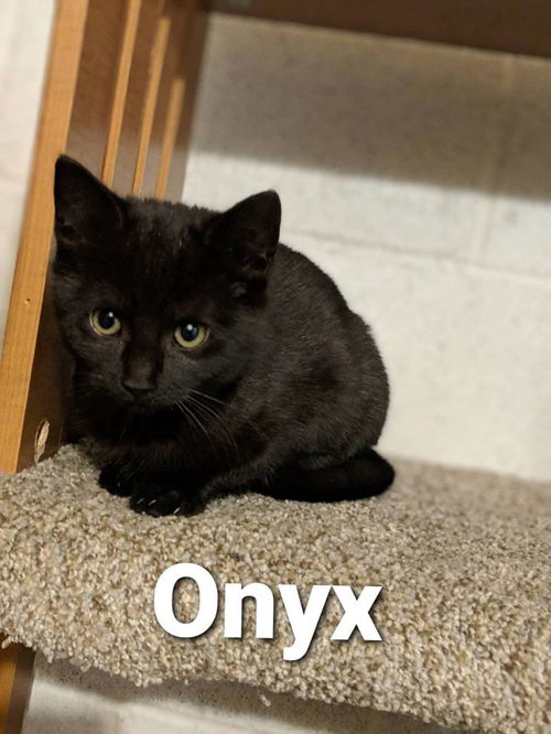 Onyx