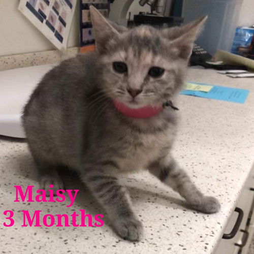 Maisy