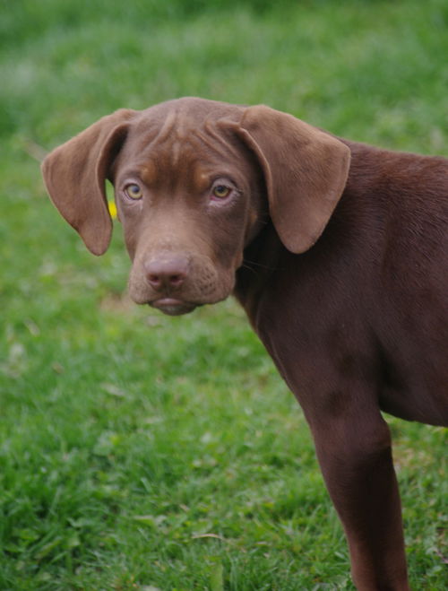Cooper