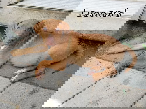 Leonard