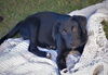 Maisy
