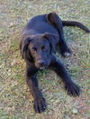 Maisy