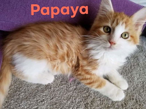 Papaya