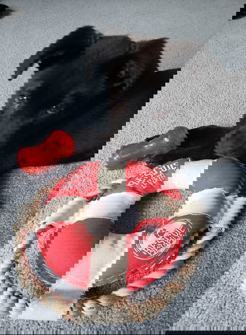Bandit