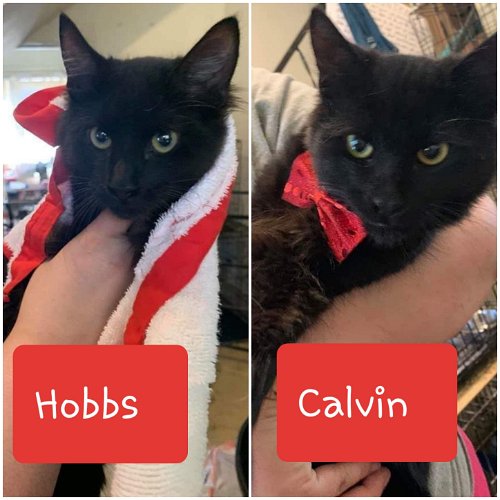 Calvin & Hobbs